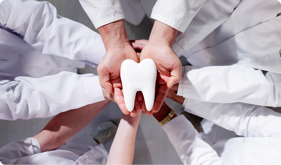 Hands holding a large tooth model.